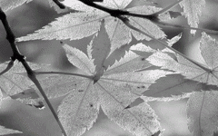 baner_piozom