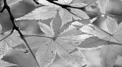 baner_piozom