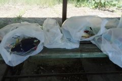 IMG_20180603_120818_1