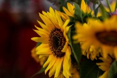 IMG_8519