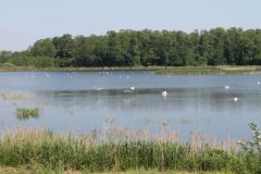 IMG_2052
